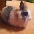 https://fr.holidog.com/ImagesPetSitters/D0E74393-D2CA-48B0-ADBC-B1EF62C56254_square_120.jpg Pension-officielle-des-animaux-♡-24493-3