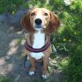 https://fr.holidog.com/ImagesPetSitters/D10FC522-2102-4E27-AB5A-534781AE4CAA_square_120.jpg Pet-Sitter-à-Châtel-Guyon-1018064-0