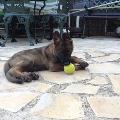https://fr.holidog.com/ImagesPetSitters/D16536E0-8224-4D71-A48C-C92FB218DDAD_square_120.jpg 52766-0