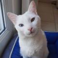 https://fr.holidog.com/ImagesPetSitters/D1779AC1-126D-4F49-B84A-16C712B904FC_square_120.jpg Garde-de-chat-et-chiens-sur-Tassin-570684-0