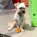 https://fr.holidog.com/ImagesPetSitters/D1FF2D50-7054-4FC8-85C4-ED239AA3B936_square_120.jpg 103989-0