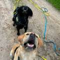 🐾-Dog-sitting-premium-🐾--1162719-1