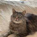 🐾-Amoureuse-des-animaux-🐾-1186156-3