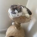 Aimante-des-animaux-339065-0