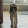 Pet-sitter-491319-2