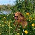 The-walking-dog-1092960-1