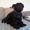VISITE-A-DOMICILE-CHATS-ET-AUTRES.-232241-0