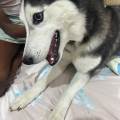 https://fr.holidog.com/ImagesPetSitters/D4F8F3F1-57D1-47AF-94D6-EEB55661EEB1_square_120.jpg Pet-sitter-passionnée--1086051-2