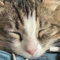 https://fr.holidog.com/ImagesPetSitters/D512E898-56B9-461E-872A-2E8074DF87EF_square_120.jpg La-nounou-préférée-de-vos-chats-🐾-1114851-3