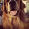 https://fr.holidog.com/ImagesPetSitters/D5C1B777-A778-4AEA-A436-21AD93B0A1FE_square_120.jpg --1071371-0