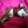 https://fr.holidog.com/ImagesPetSitters/D6AD45B2-438D-4E33-8D37-21E574BF86CD_square_120.jpg 12346-3