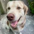 https://fr.holidog.com/ImagesPetSitters/D6BF469D-CC1A-4D59-BE75-B4EEC14BBF8D_square_120.jpg Partez-l’esprit-serein-avec-Pet’Sy--1097738-2