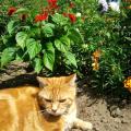 https://fr.holidog.com/ImagesPetSitters/D72D34A8-66C0-4930-9147-B07B8A0C8ADB_square_120.jpg Nounou's-Cat-37268-1