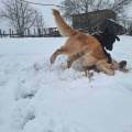https://fr.holidog.com/ImagesPetSitters/D7493980-D6A4-44EE-BFC1-DF58293413CA_square_120.jpg Garde-de-chiens,-chats-et-lapins-1091321-2