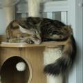 Pet-sitter-491319-3