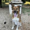 https://fr.holidog.com/ImagesPetSitters/D7CA2FCF-CB1D-49F4-A5E6-EE9515D798F7_square_120.jpg La-maison-des-chiens-1111483-3