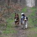 https://fr.holidog.com/ImagesPetSitters/D7CF6B71-76AC-4738-88A8-20AA1B56FFD1_square_120.jpg CrazyDogs-227984-0
