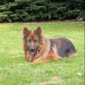 https://fr.holidog.com/ImagesPetSitters/D7D65A71-4335-45C1-9445-13DBF3D8B850_square_120.jpg Une-passion-avant-tous--309137-0