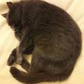 Amoureuse-des-chiens-et-chats-1087985-0