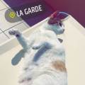 Laura-Cat-lover-😻-573900-3