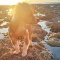 Pettsitter-tout-animal-623214-0