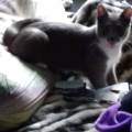 https://fr.holidog.com/ImagesPetSitters/D942774D-81AE-4341-B7EF-0C05BE5A21E2_square_120.jpg Petsitter-421198-0