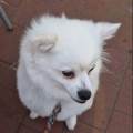 https://fr.holidog.com/ImagesPetSitters/D95E9E60-EE5C-44D5-95EC-CA2EF664813F_square_120.jpg Votre-animal-entre-de-bonnes-mains-1111670-0