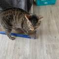 Petsitter-for-your-animals-921264-1