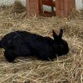 la-meilleur-amie-des-animaux-1113174-1