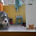 https://fr.holidog.com/ImagesPetSitters/DA2EE5C0-D8F8-432E-8F59-660D199D21B2_square_120.jpg Pet-sitter-de-confiance.--1072795-0