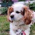https://fr.holidog.com/ImagesPetSitters/DA9810C3-8EB6-42E3-892B-C0ED88E4266C_square_120.jpg L'amie-des-4-pattes!-1151730-1