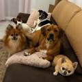 https://fr.holidog.com/ImagesPetSitters/DAAA82C7-A12C-44D1-A144-DC84EB28BD92_square_120.jpg Petsitter-Pontarlier-et-alentours--998093-3