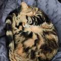 Copine-des-animaux--🐱-1164137-2