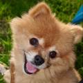 Pet-sitter--1149731-3