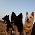 https://fr.holidog.com/ImagesPetSitters/DBFA1E79-D239-4A97-9F80-6B26E53A1760_square_120.jpg les-animaux-de-réformé-493263-1