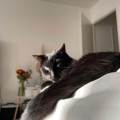 https://fr.holidog.com/ImagesPetSitters/DC098688-1E18-49A9-A45A-B04314A7F67F_square_120.jpg petsitter-passionnée-1038288-0