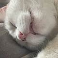 Des-vacances-aussi-pour-vos-animaux-553305-3