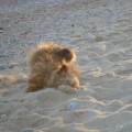 https://fr.holidog.com/ImagesPetSitters/DC555AAD-EC72-4AB0-AAEB-6AF12489FAD4_square_120.jpg Pour-les-animaux-!-123203-3