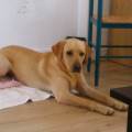 Une-amie-des-chiens-!-315887-0