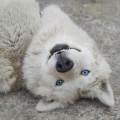 https://fr.holidog.com/ImagesPetSitters/DD1611DC-0083-4555-AF52-ACB0DF8DF9C3_square_120.jpg 1102272-0