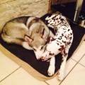https://fr.holidog.com/ImagesPetSitters/DD63F472-62FE-4176-9BD7-E7E407DFA291_square_120.jpg le-paradi-des-animaux--333229-1