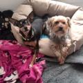 https://fr.holidog.com/ImagesPetSitters/DD8E2CBF-D2F9-42CF-90D4-1F4FC86C7573_square_120.jpg Mille-et-une-pattes-pet-sitting-222046-1
