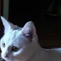https://fr.holidog.com/ImagesPetSitters/DF02CB91-F154-4CB1-ADAD-7420815C8A92_square_120.jpg Partez-tranquilles--439357-0