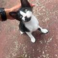 Animal-lover-732815-1