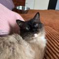 https://fr.holidog.com/ImagesPetSitters/DFEE10EE-A12D-49C8-8D85-6C84A6323361_square_120.jpg Amoureuse-des-animaux-847308-0