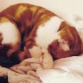 https://fr.holidog.com/ImagesPetSitters/DFF645F0-390E-460A-9280-D67AE6464F28_square_120.jpg Le-nirvana-des-chats--83375-1