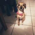 Cocon-des-animaux-1102924-0