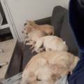 https://fr.holidog.com/ImagesPetSitters/E0CEB45A-2EEE-4FAE-9583-6FE5C30ACF3A_square_120.jpg La-maison-canine-562333-3