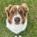 https://fr.holidog.com/ImagesPetSitters/E112105E-DB84-4E2D-B8C9-23FC3511B5F1_square_120.jpg Amoureuse-des-animaux-267161-0