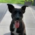 https://fr.holidog.com/ImagesPetSitters/E11F5945-ED6D-42F3-A1CE-7FF694486C38_square_120.jpg Au-bonheur-des-animaux.-🐾-476137-1